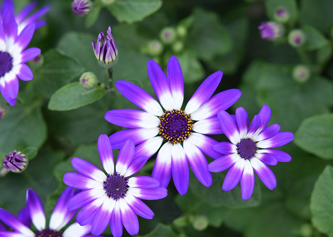 Purple Flowers
