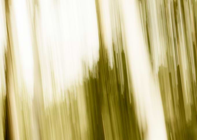 Panning Trees