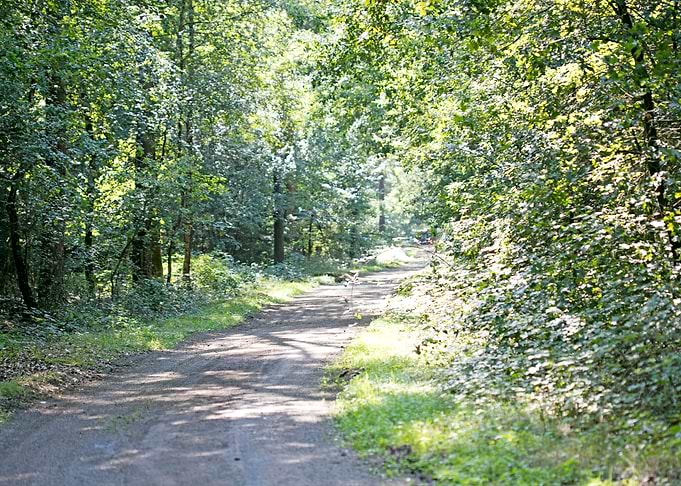 Wild forest empty roads