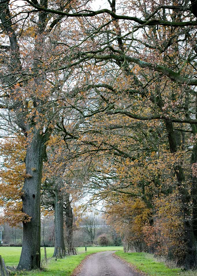 Wild forest empty roads