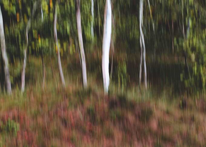 Panning Trees