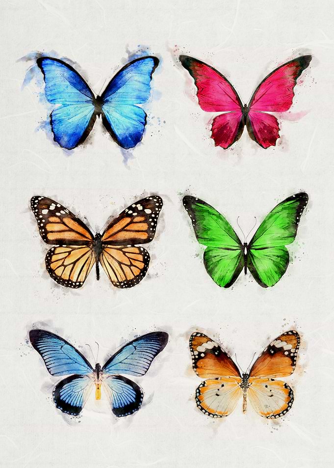 Colorful Butterflies