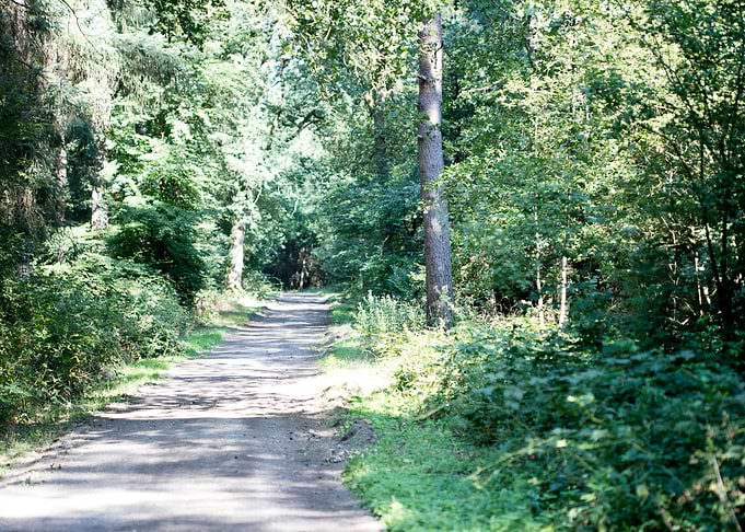 Wild forest empty roads
