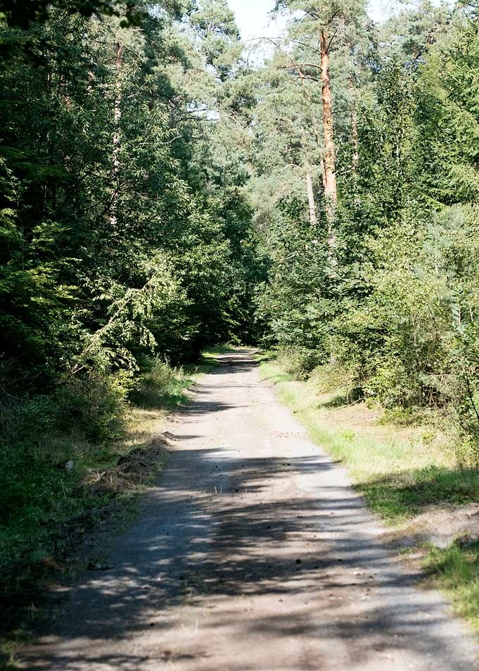Wild forest empty roads