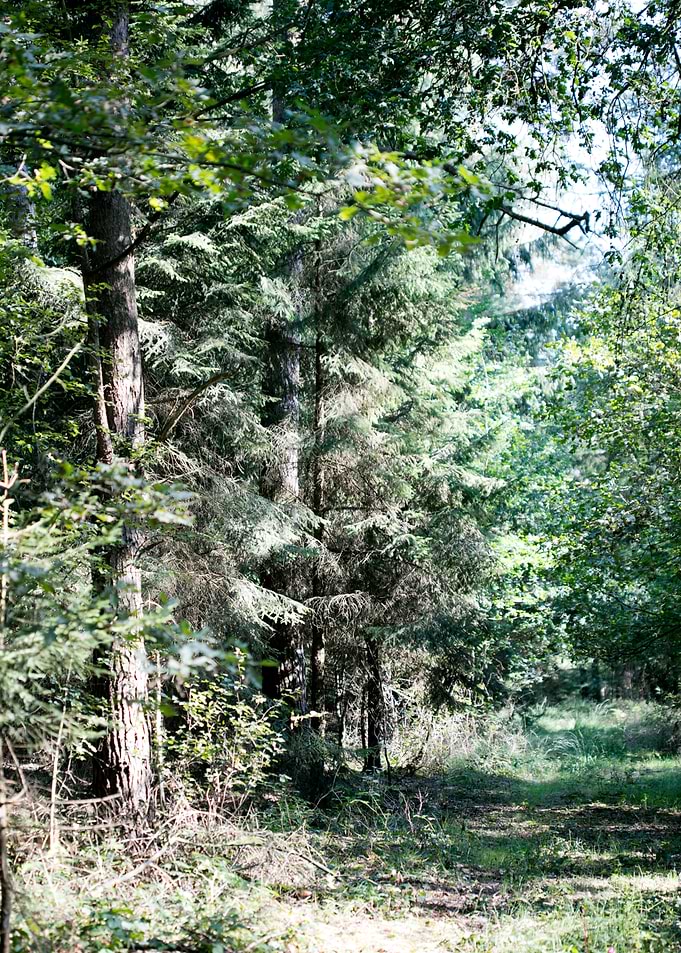 Wild forest empty roads