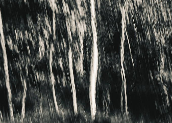 Panning Trees
