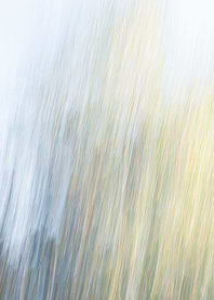Panning Trees