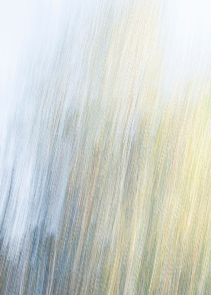 Panning Trees