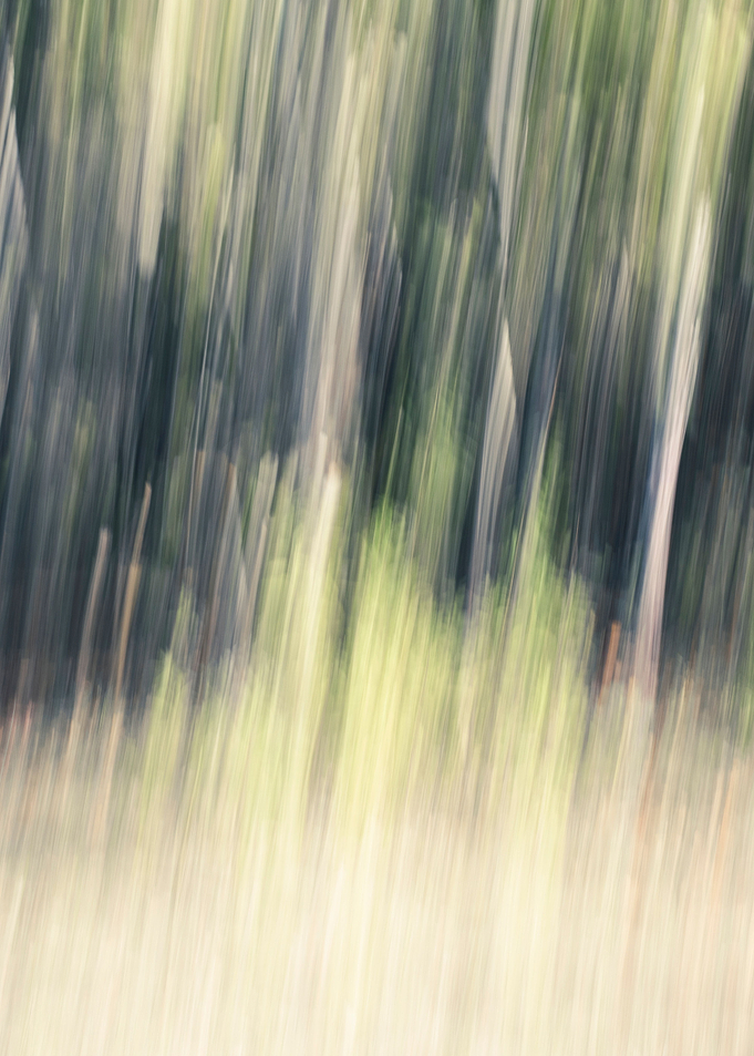 Panning Trees