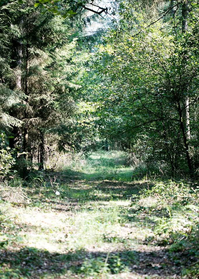Wild forest empty roads