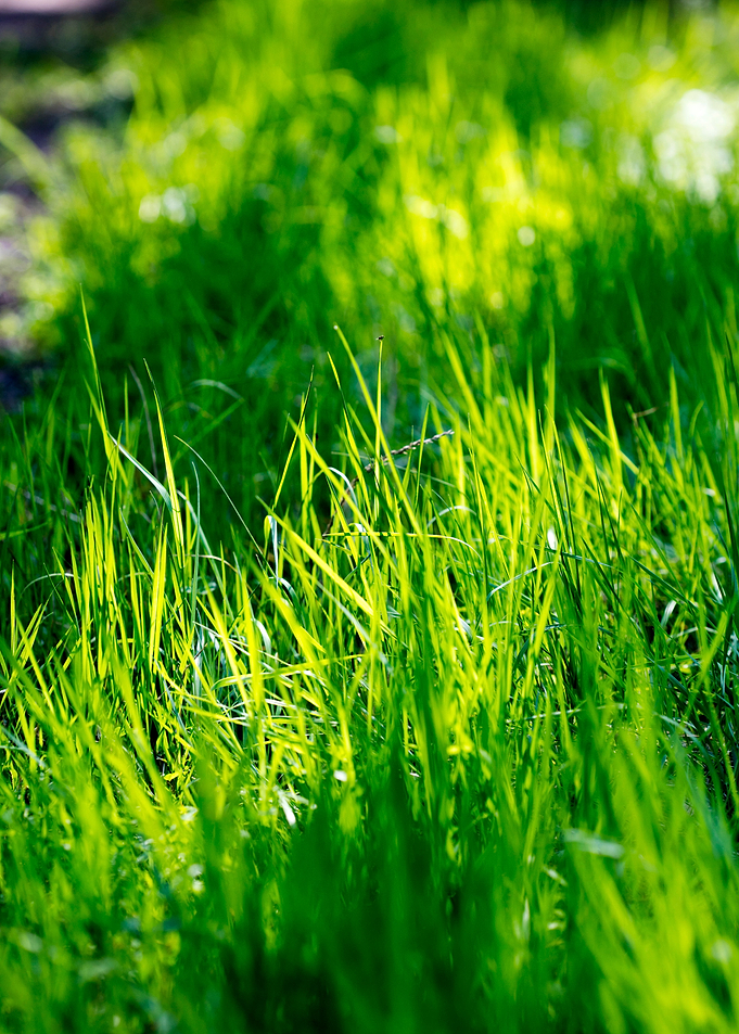 Grass leaves close up
