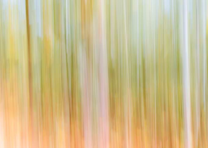 Panning Trees