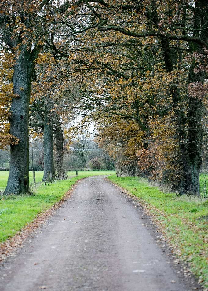 Wild forest empty roads