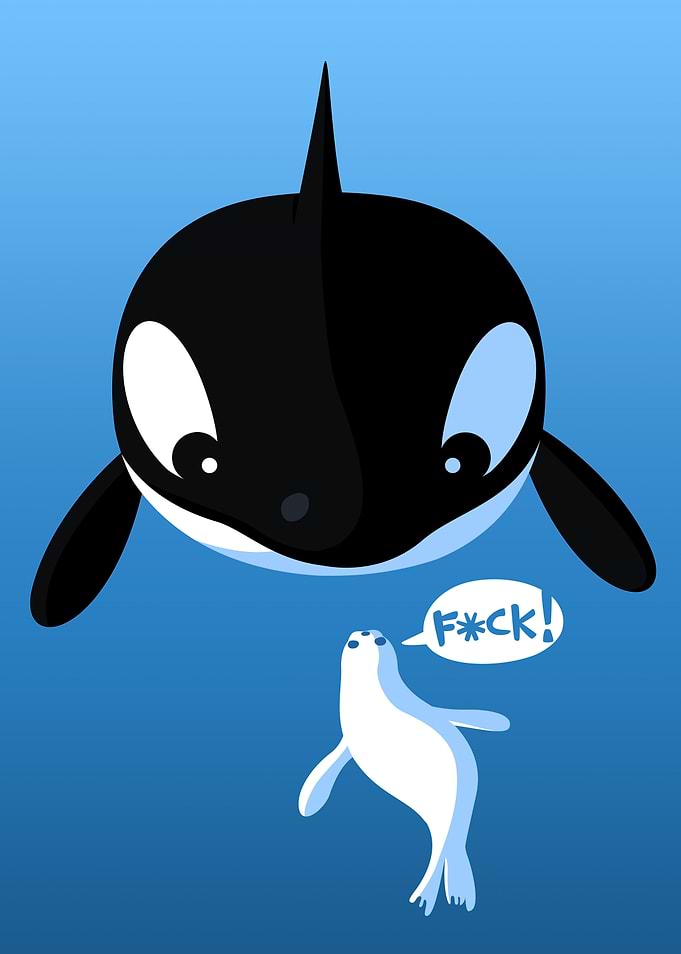 Killer whale and seal