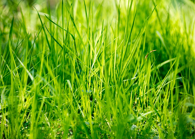 Grass leaves close up