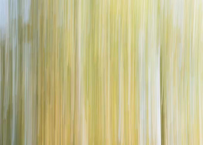 Panning Trees