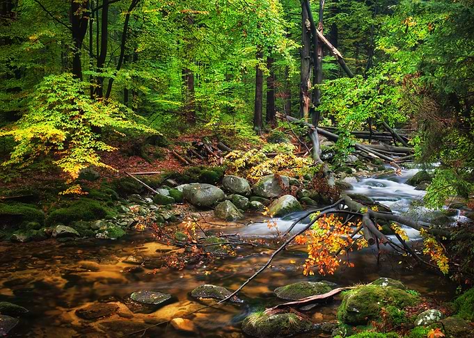 Stream In Autumn Forest