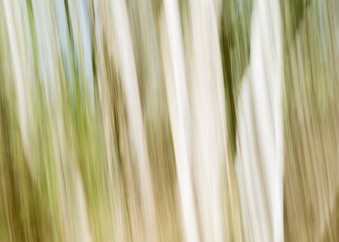 Panning Trees