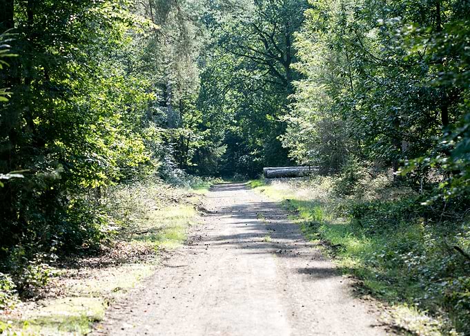 Wild forest empty roads