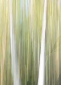 Panning Trees