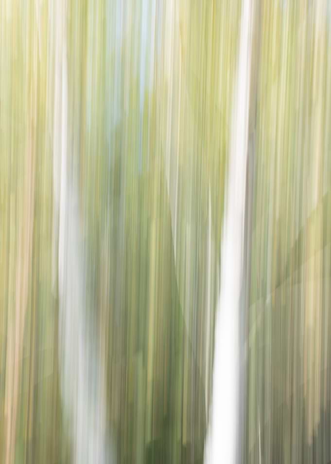 Panning Trees