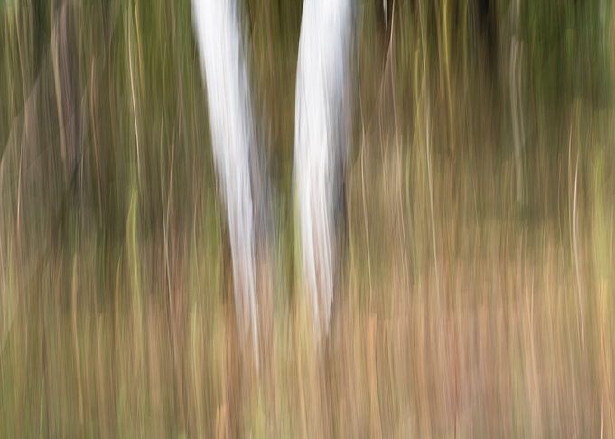 Panning Trees