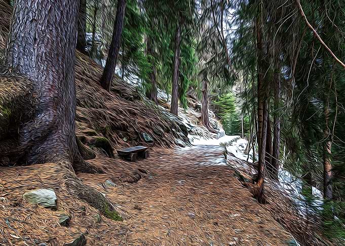 Snowy path