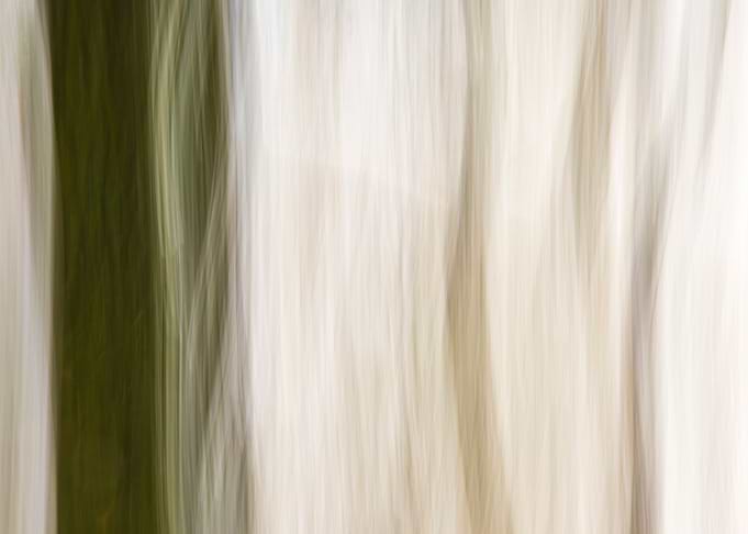Panning Trees