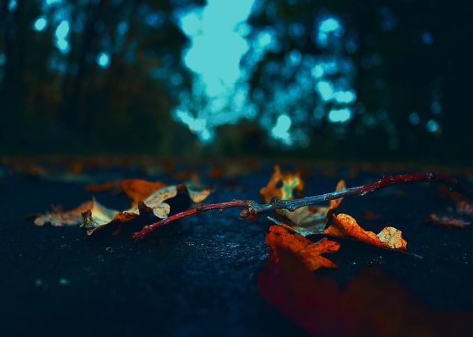 Autumn