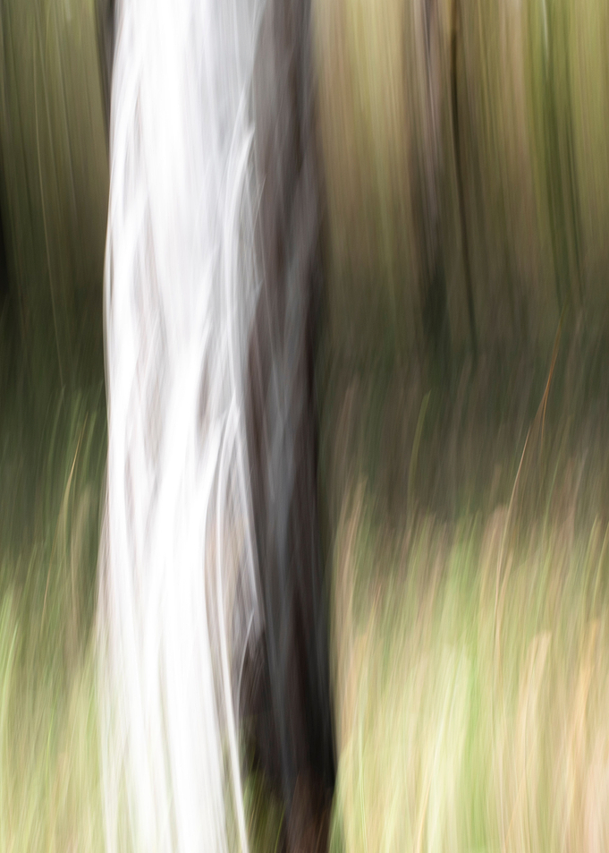 Panning Trees