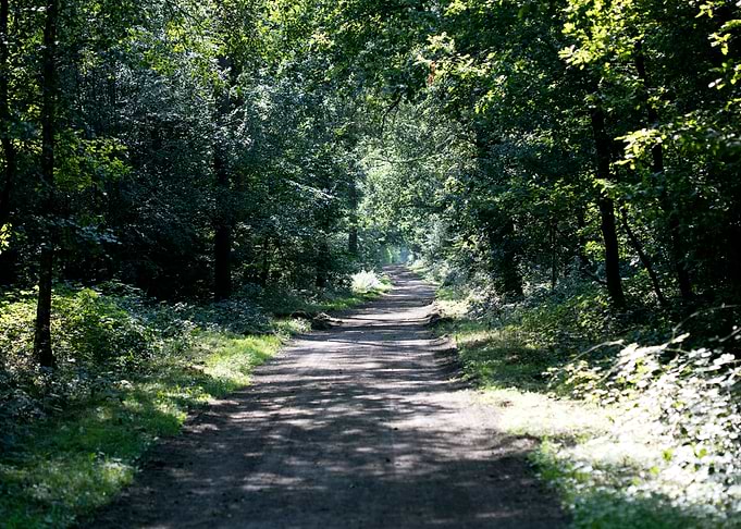 Wild forest empty roads