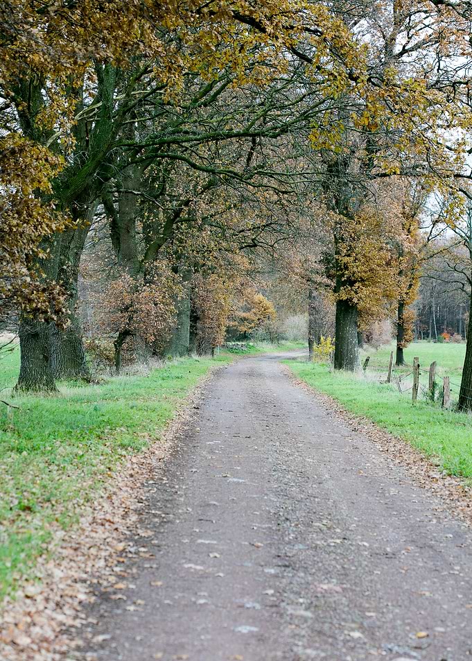 Wild forest empty roads