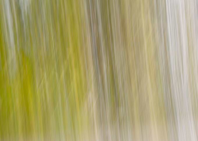 Panning Trees