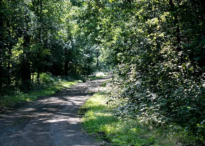 Wild forest empty roads