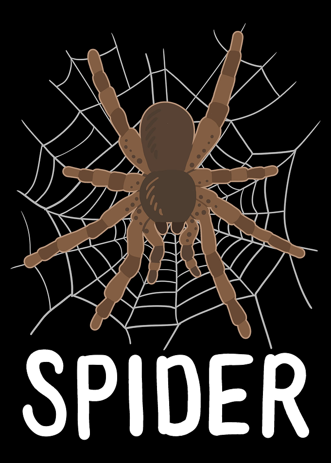 Spider Terrarium