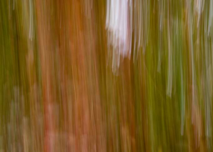 Panning Trees