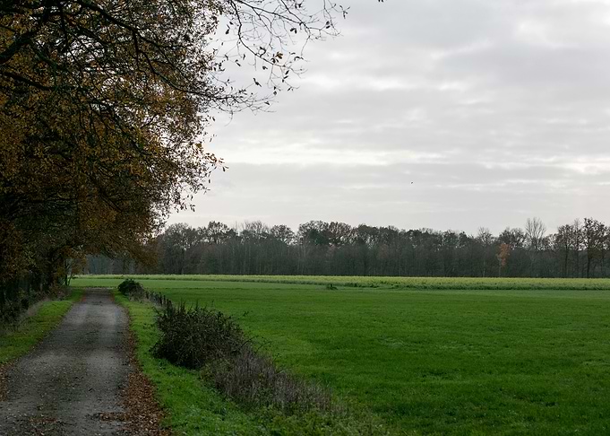Wild forest empty roads