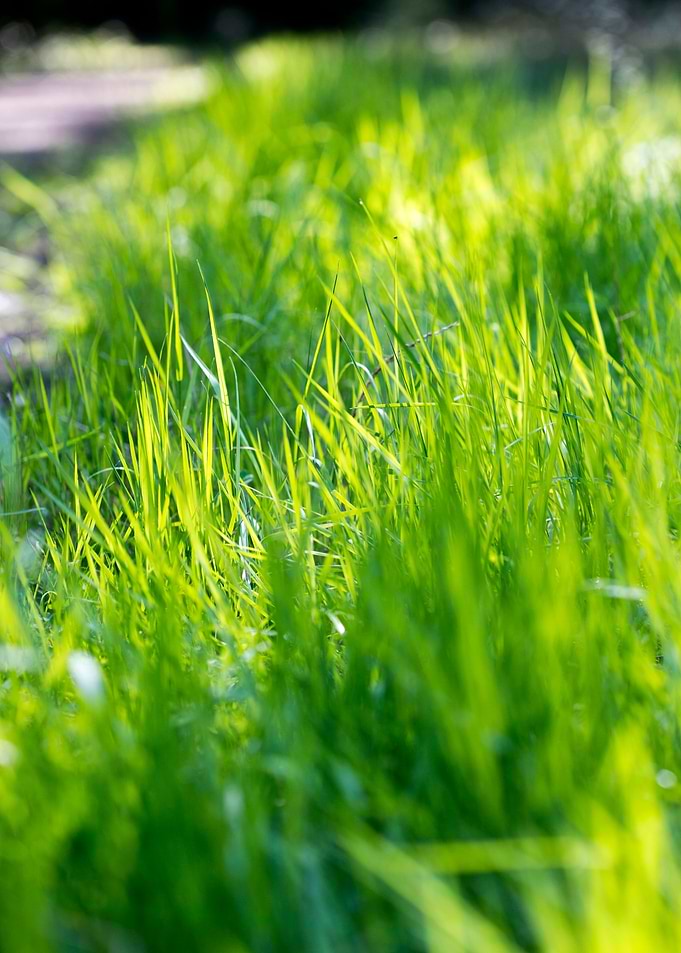 Grass leaves close up