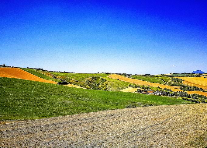 Fields near Jesi