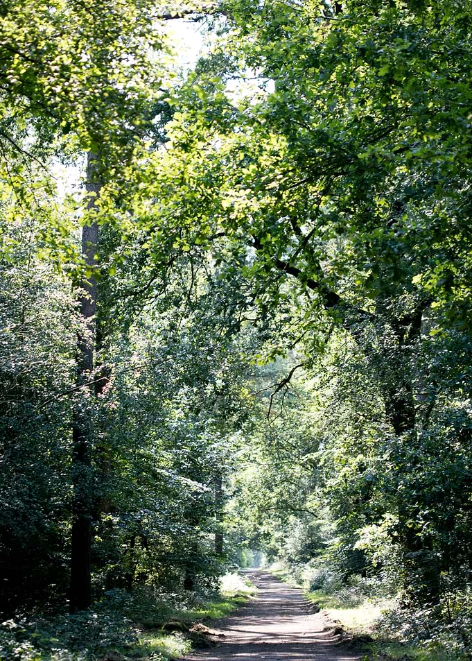 Wild forest empty roads