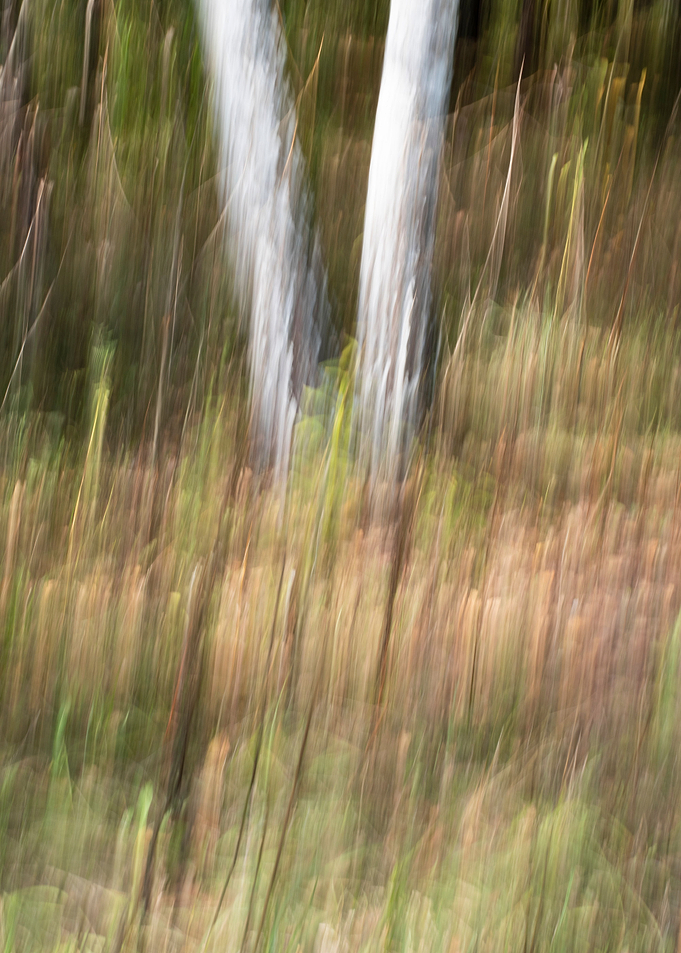 Panning Trees