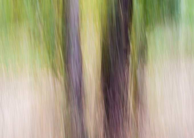 Panning Trees