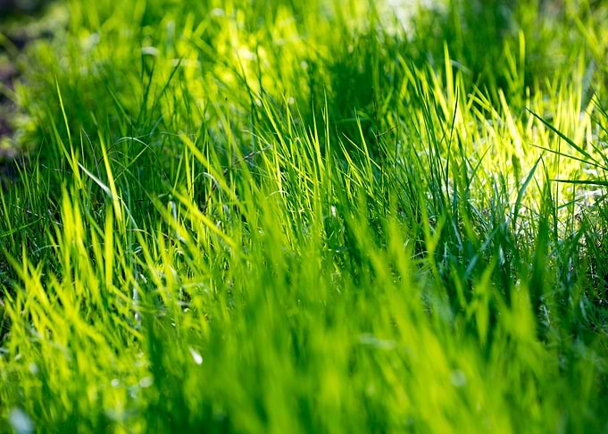 Grass leaves close up