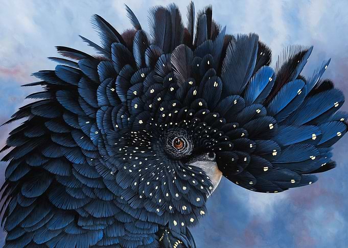 Priscilla black cockatoo