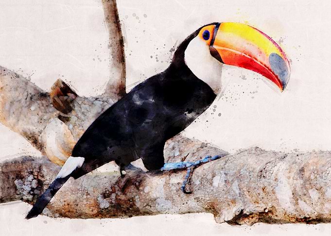 Toucan