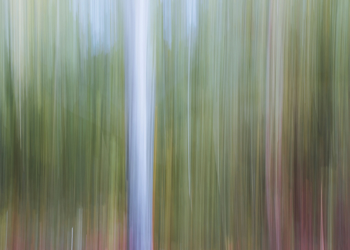 Panning Trees