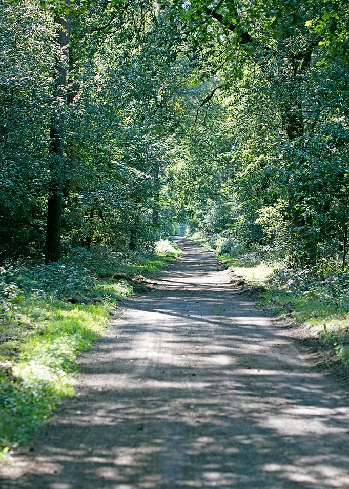 Wild forest empty roads