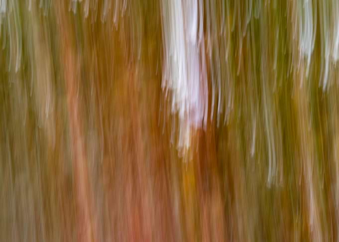 Panning Trees