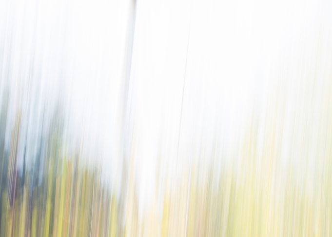Panning Trees