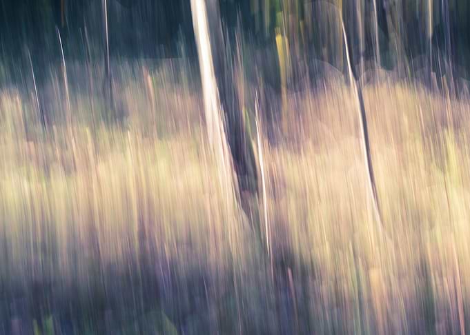 Panning Trees